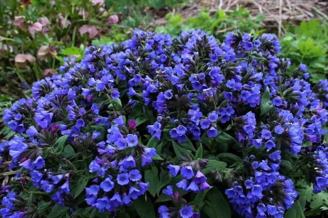 Mediounitsa Blumen